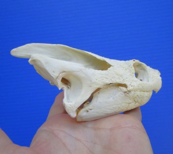 Authentic Snapping Turtle Skull (5.25X3.25)- Buy this one for $49.99