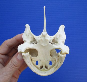 Authentic Snapping Turtle Skull (5.25X3.25)- Buy this one for $49.99