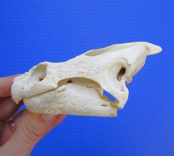 Authentic Snapping Turtle Skull (5.25X3.25)- Buy this one for $49.99