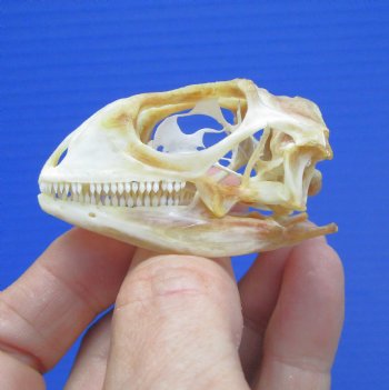 2-1/8 inches Real Iguana Skull for Sale, Beetle Cleaned,  Whitened - SALE $39.99