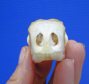 2-1/8 inches Real Iguana Skull for Sale, Beetle Cleaned,  Whitened - SALE $39.99