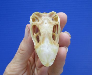 2-1/8 inches Real Iguana Skull for Sale, Beetle Cleaned,  Whitened - SALE $39.99