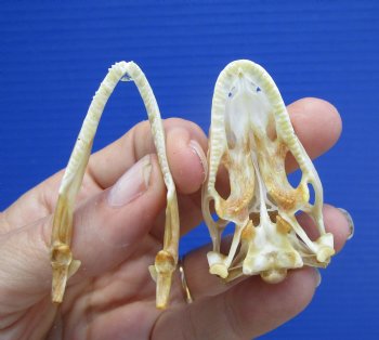 2-1/8 inches Real Iguana Skull for Sale, Beetle Cleaned,  Whitened - SALE $39.99