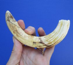 8 inches African Warthog Tusk (6.75 inches Solid) for $34.99