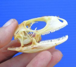 2-1/4 inches Real Iguana Skull for Sale, Beetle Cleaned,  Whitened - SALE $39.99