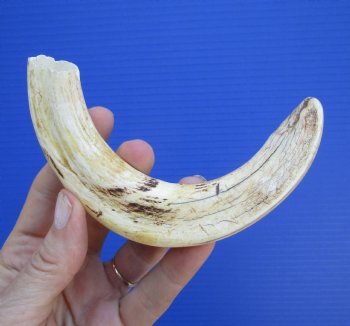 8 inches African Warthog Tusk (6.75 inches Solid) for $34.99