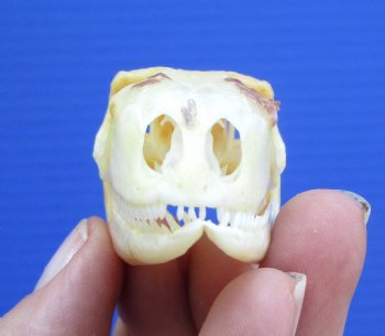 2-1/4 inches Real Iguana Skull for Sale, Beetle Cleaned,  Whitened - SALE $39.99