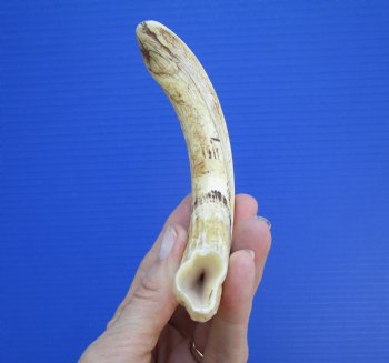 8 inches African Warthog Tusk (6.75 inches Solid) for $34.99