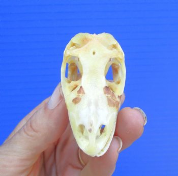2-1/4 inches Real Iguana Skull for Sale, Beetle Cleaned,  Whitened - SALE $39.99