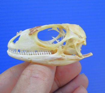 2-1/4 inches Real Iguana Skull for Sale, Beetle Cleaned,  Whitened - SALE $39.99