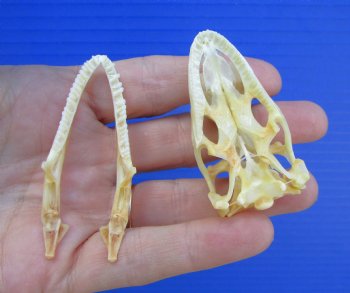 2-1/4 inches Real Iguana Skull for Sale, Beetle Cleaned,  Whitened - SALE $39.99