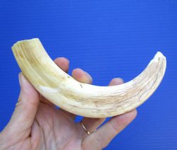 8.25inches African Warthog Tusk (6 inches Solid) for $34.99