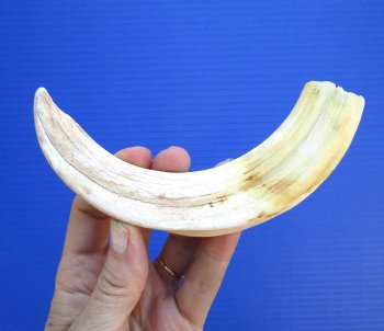 8.25inches African Warthog Tusk (6 inches Solid) for $34.99