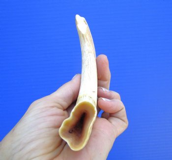 8.25inches African Warthog Tusk (6 inches Solid) for $34.99