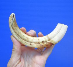 8 inches African Warthog Tusk (6.25 inches Solid) for $34.99