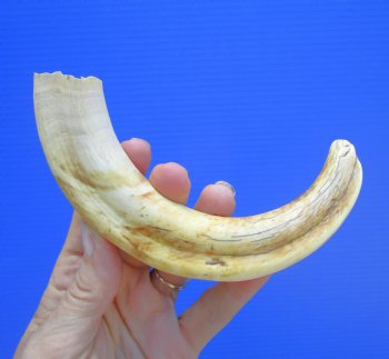 8 inches African Warthog Tusk (6.25 inches Solid) for $34.99