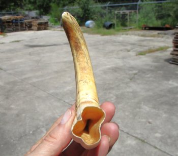 8 inches African Warthog Tusk (6.25 inches Solid) for $34.99