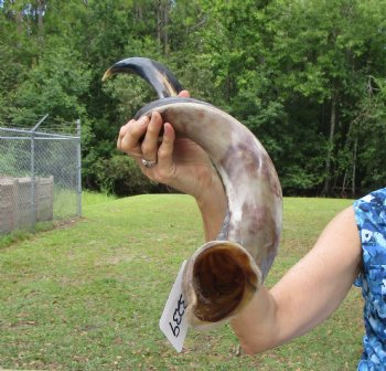 43-1/2 inches Half-Polished Kudu Horn (31-3/4 inches straight) - $134.99