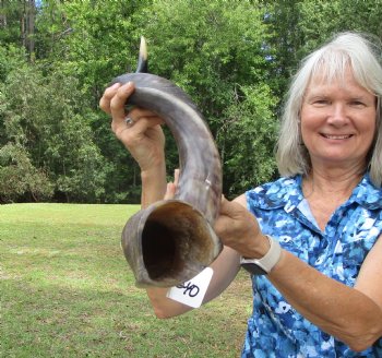 40-3/4 inches Half-Polished Kudu Horn (32 inches straight) - $134.99