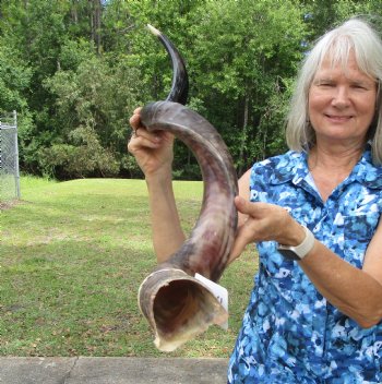 43-1/2 inches Half-Polished Kudu Horn (33-3/4 inches straight) - $134.99