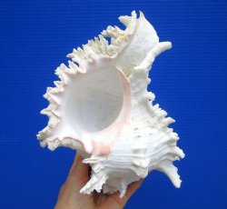 8-7/8 inches Giant Ramose Murex Shell - Buy this one for $24.99