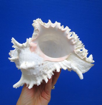 8-7/8 inches Giant Ramose Murex Shell - Buy this one for $24.99