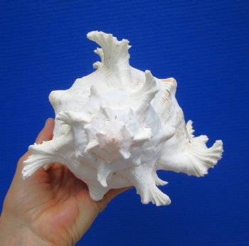 8-7/8 inches Giant Ramose Murex Shell - Buy this one for $24.99