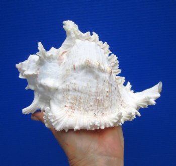 8-7/8 inches Giant Ramose Murex Shell - Buy this one for $24.99