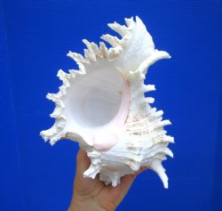 8-7/8 inches Giant Ramose Murex Shell - Buy this one for $24.99