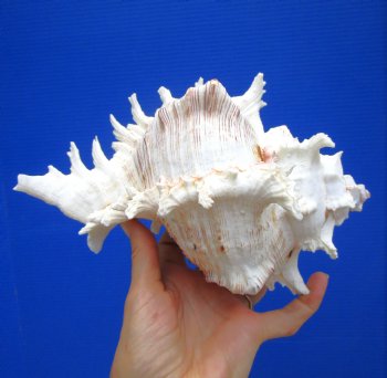 8-7/8 inches Giant Ramose Murex Shell - Buy this one for $24.99