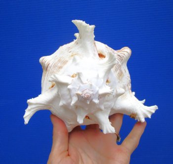 8-7/8 inches Giant Ramose Murex Shell - Buy this one for $24.99