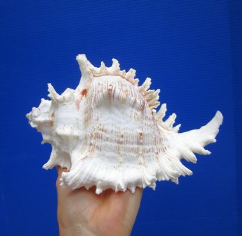 8-7/8 inches Giant Ramose Murex Shell - Buy this one for $24.99