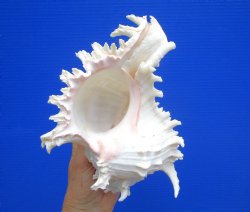 8-1/2 inches Giant Ramose Murex Shell - Buy this one for $24.99