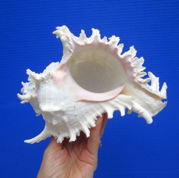 8-1/2 inches Giant Ramose Murex Shell - Buy this one for $24.99