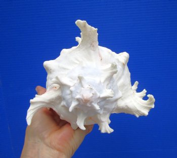 8-1/2 inches Giant Ramose Murex Shell - Buy this one for $24.99