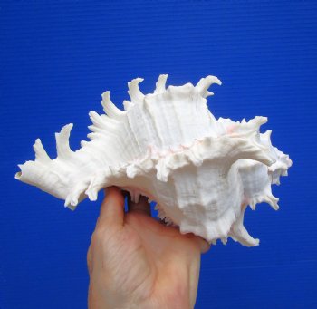 8-1/2 inches Giant Ramose Murex Shell - Buy this one for $24.99