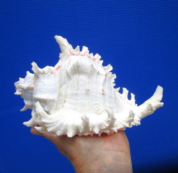 8-1/2 inches Giant Ramose Murex Shell - Buy this one for $24.99