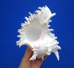 8-1/8 inches Giant Ramose Murex Shell - Buy this one for $16.99