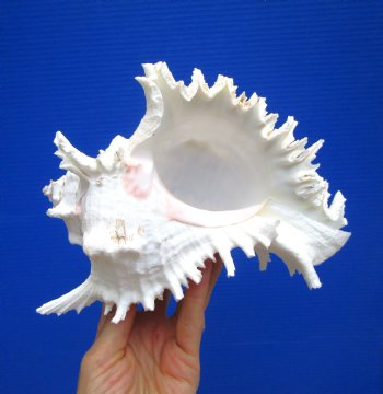 8-1/8 inches Giant Ramose Murex Shell - Buy this one for $16.99
