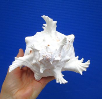 8-1/8 inches Giant Ramose Murex Shell - Buy this one for $16.99