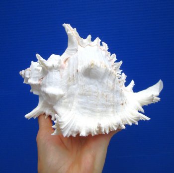 8-1/8 inches Giant Ramose Murex Shell - Buy this one for $16.99