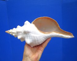 Horse Conch Shell, 13.25 x 6 inch - Buy this for $49.99