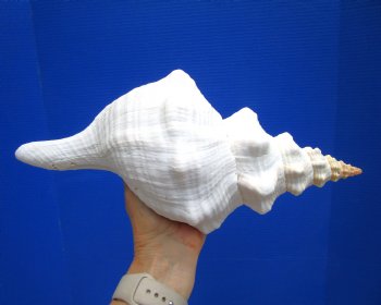 Horse Conch Shell, 13.25 x 6 inch - Buy this for $49.99