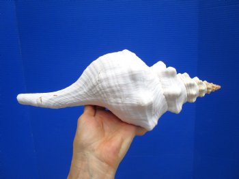 Horse Conch Shell, 13.25 x 6 inch - Buy this for $49.99