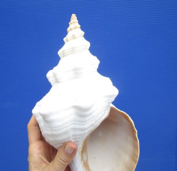 Horse Conch Shell, 13.25 x 6 inch - Buy this for $49.99
