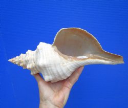 Horse Conch Shell, ...