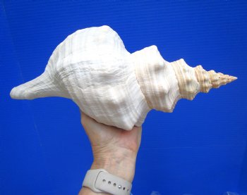 Horse Conch Shell, 13.25 x 6 inch - Buy this for $49.99