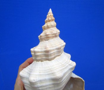 Horse Conch Shell, 13.25 x 6 inch - Buy this for $49.99