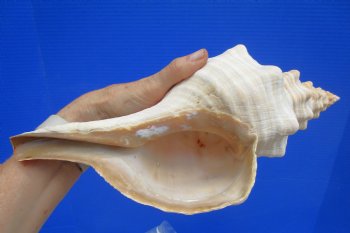 Horse Conch Shell, 13.25 x 6 inch - Buy this for $49.99