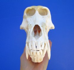 Male Chacma Baboon Skull (9X5") CITES #P-000044854 - $369.99 (Delivery Signature Required)